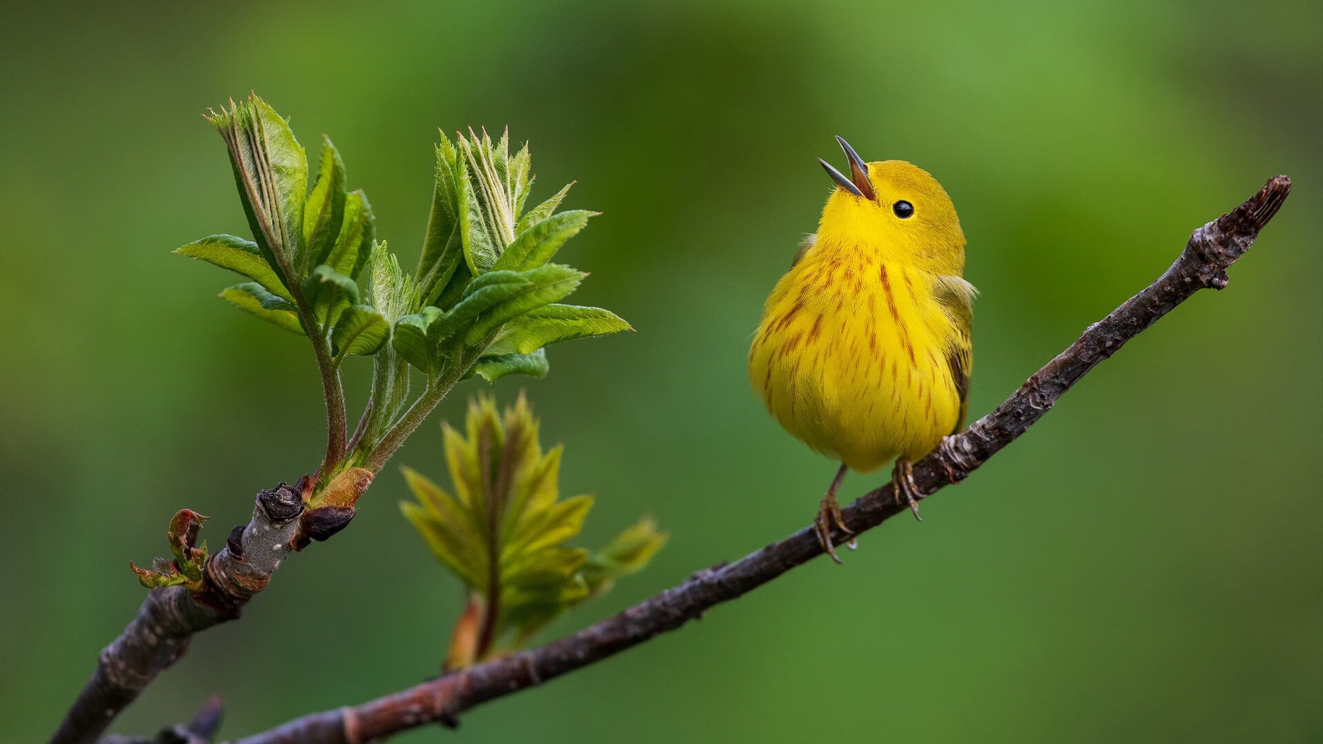 进攻端表现出色，前场竞争愈发激烈。，进攻型中场和前锋